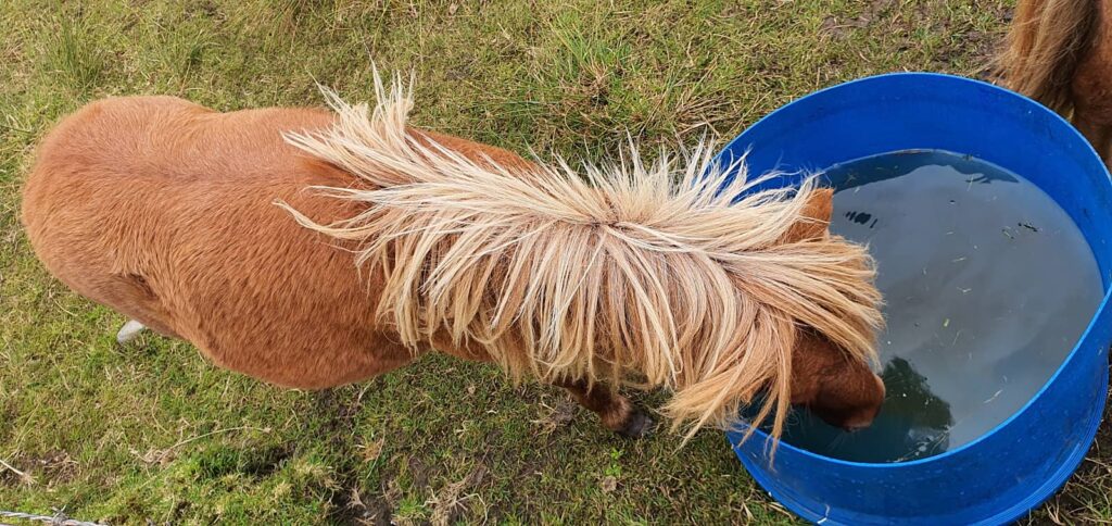 pony delle shetland