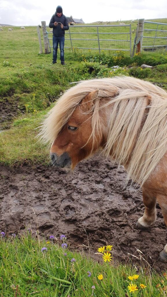 pony delle shetland 12