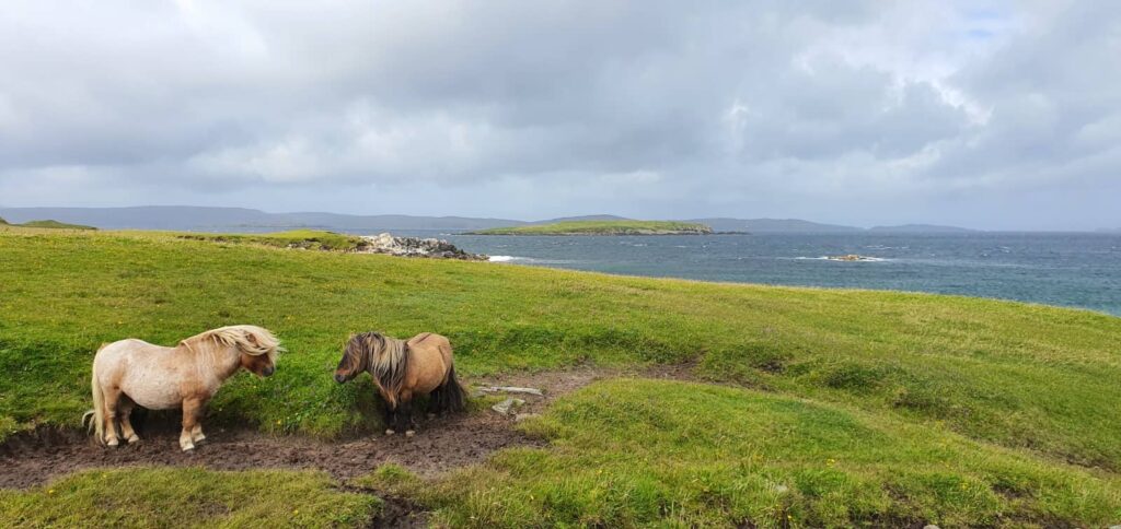 vedere i pony delle shetland sull'isola di yell