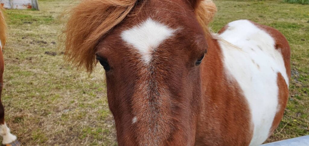 vedere un pony delle shetland da vicino