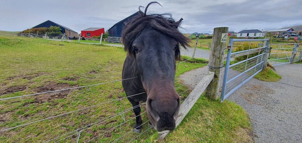 primo piano di un pony delle shetland