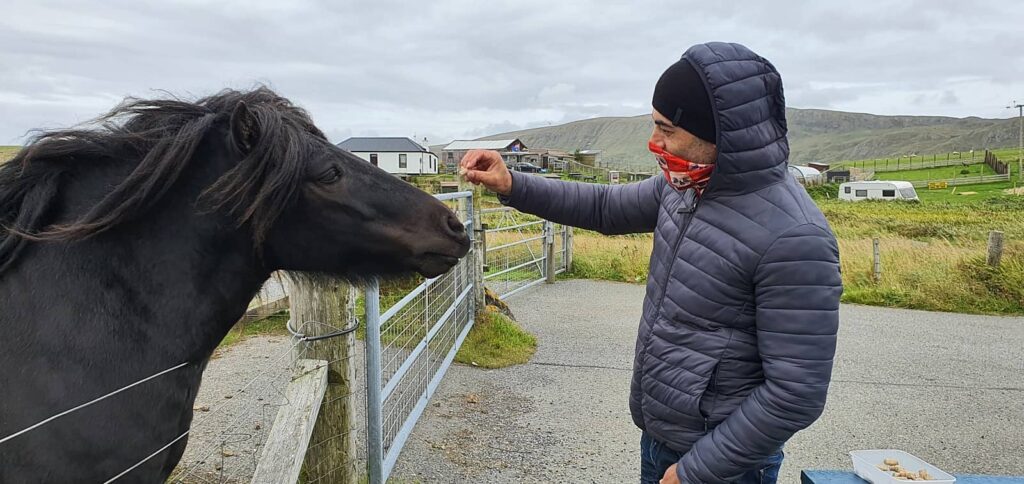 dove vedere i pony delle shetland