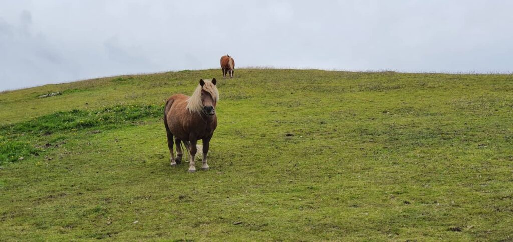 pony delle shetland in un prato verde