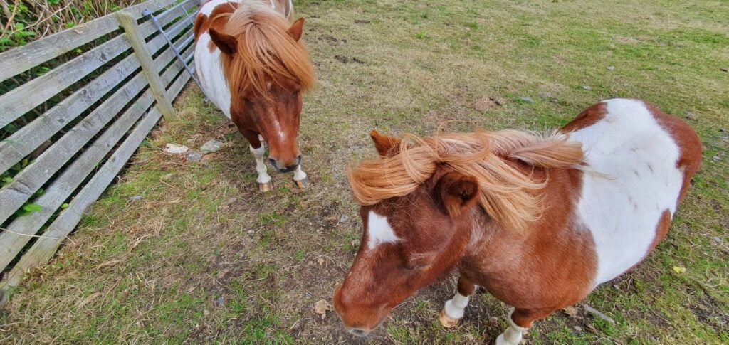 coppia di pony delle shetland