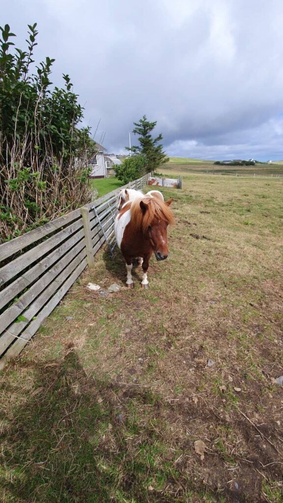 pony delle shetland