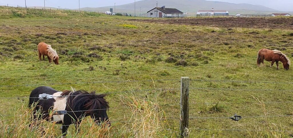 dove vedere i pony delle shetland