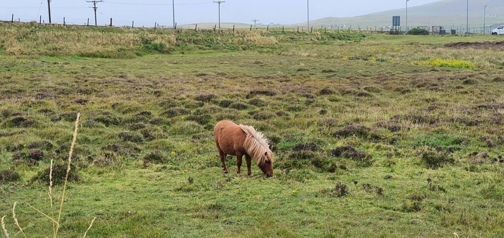 vedere i pony delle shetland