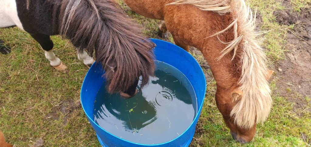 pony delle shetland